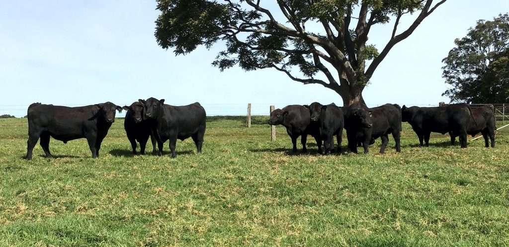 bulls for sale May 2020
