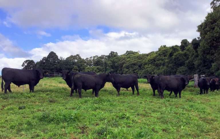 Q Bulls in Paddock