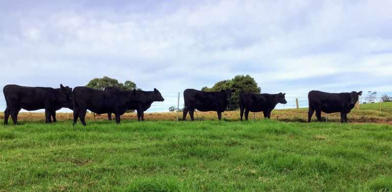 Return Buyer for Stud Heifers