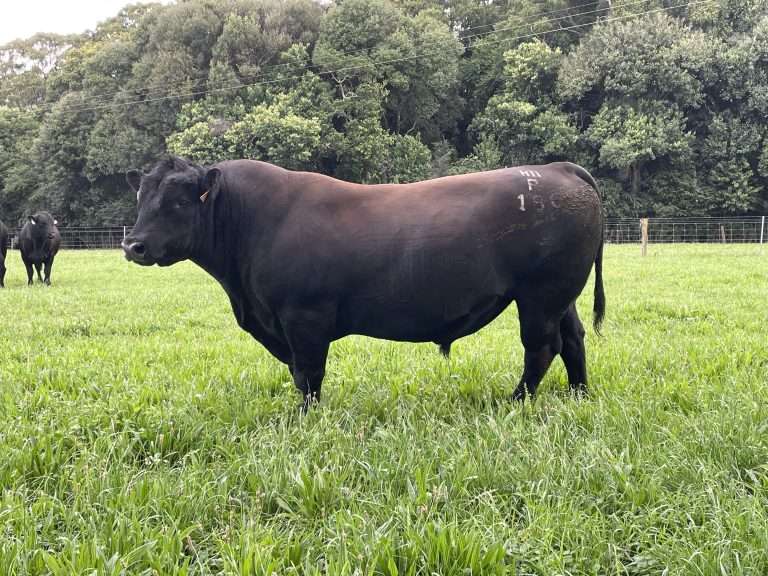 Stud Sire NGMR186