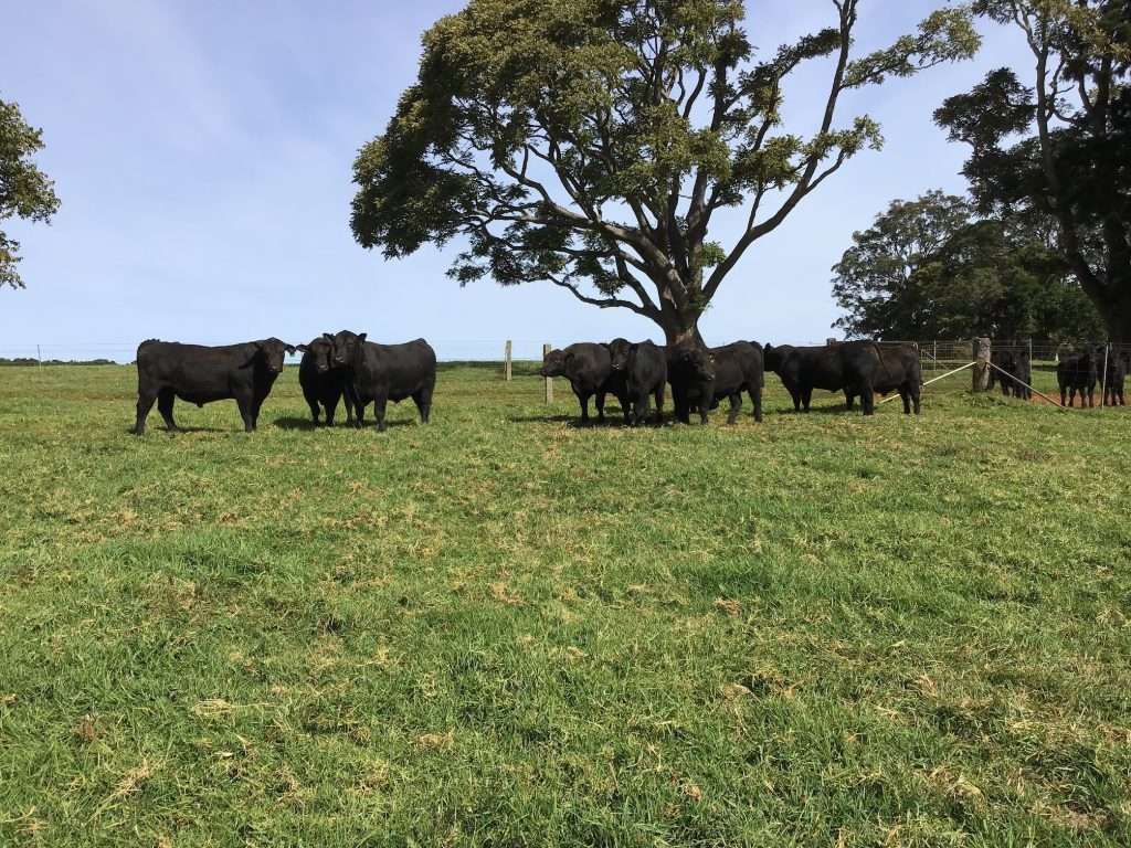 Angus Stud Bulls at Tandara Angus Stud