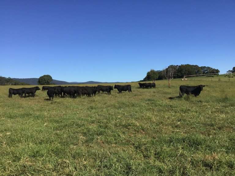 Bulls in Paddock