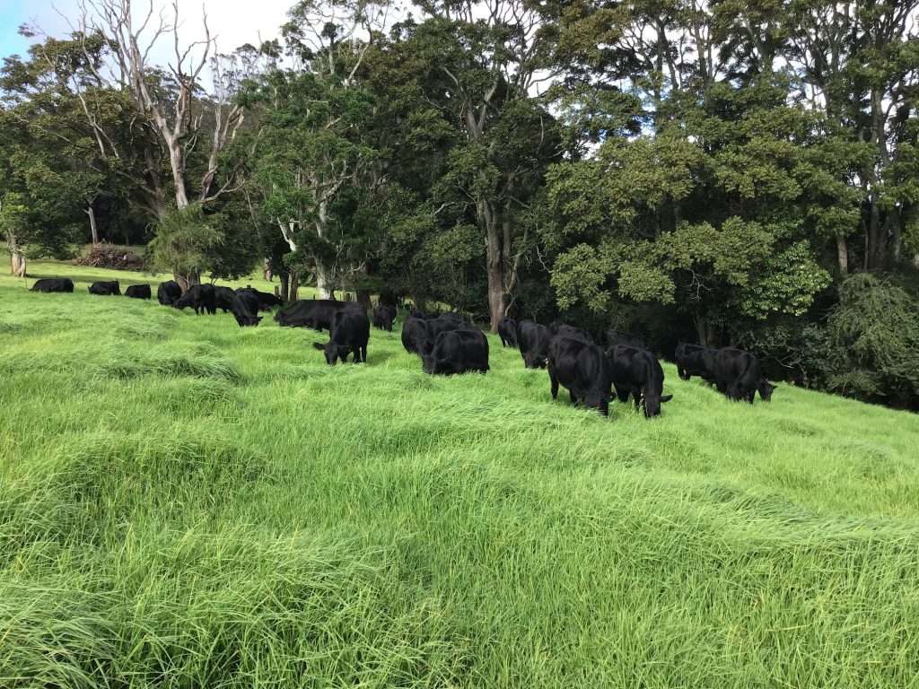 Bulls in Paddock at Tandara Angus Stud