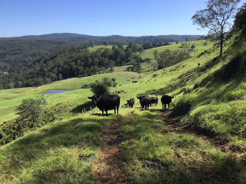 Angus Cattle on Pasture at Tandara Angus Stud