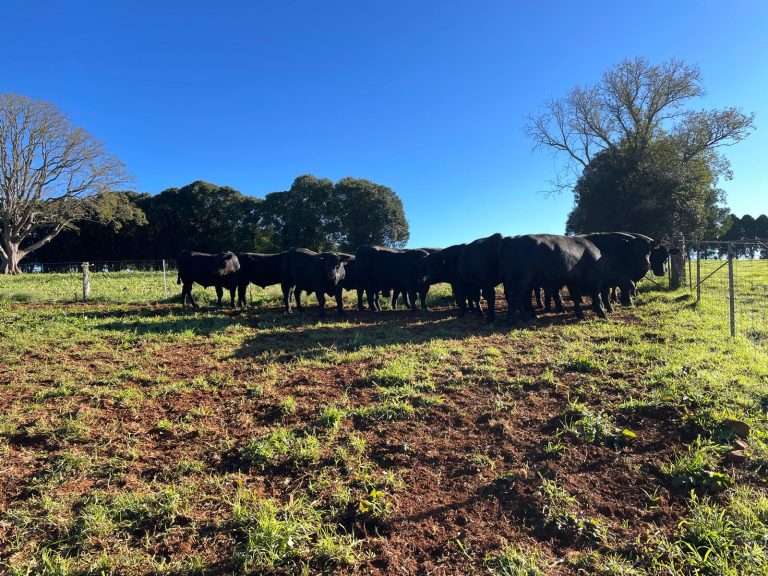 Tandara Angus Stud bulls - August 2026 sale lineup