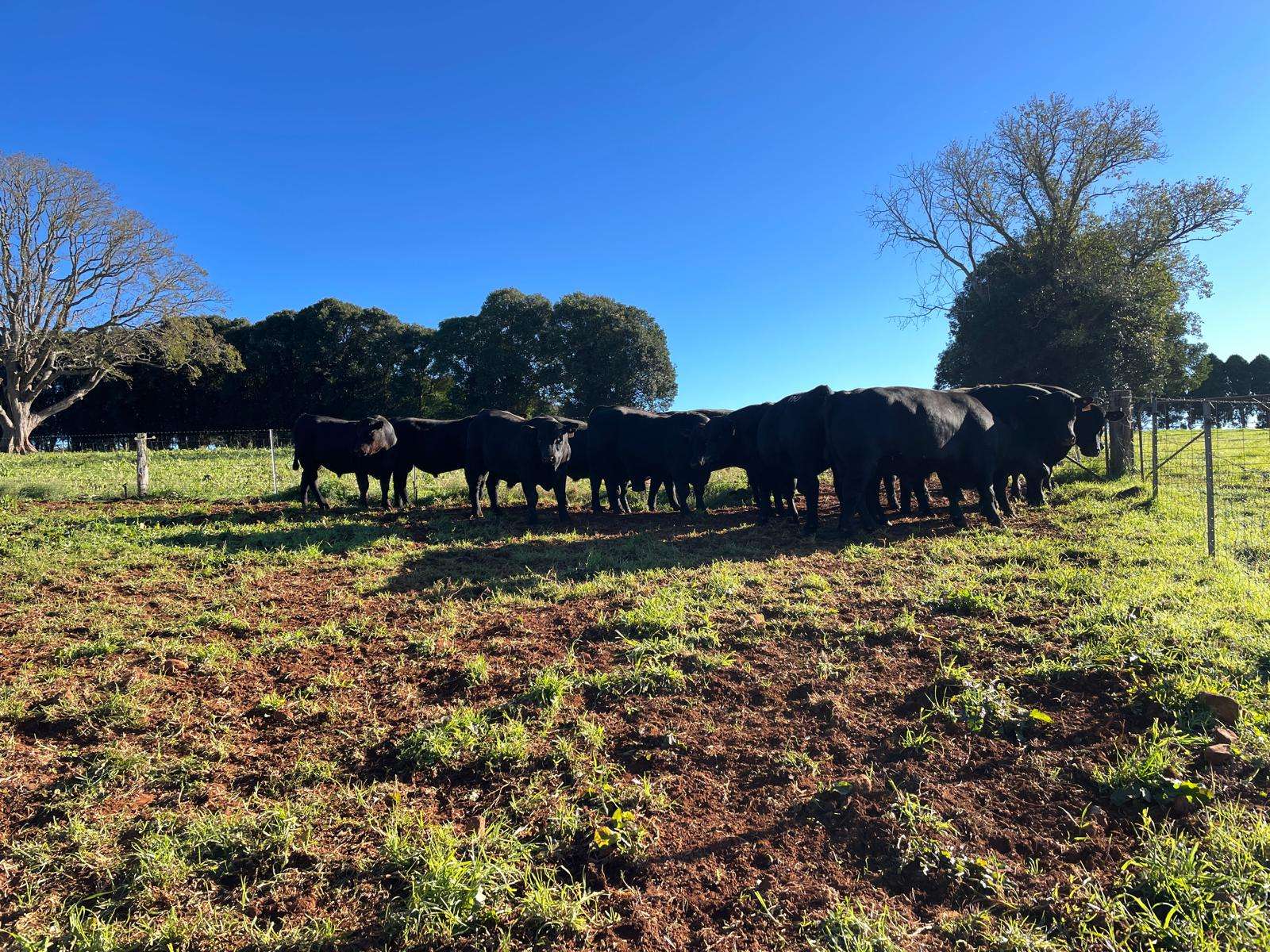 Tandara Angus Stud bulls