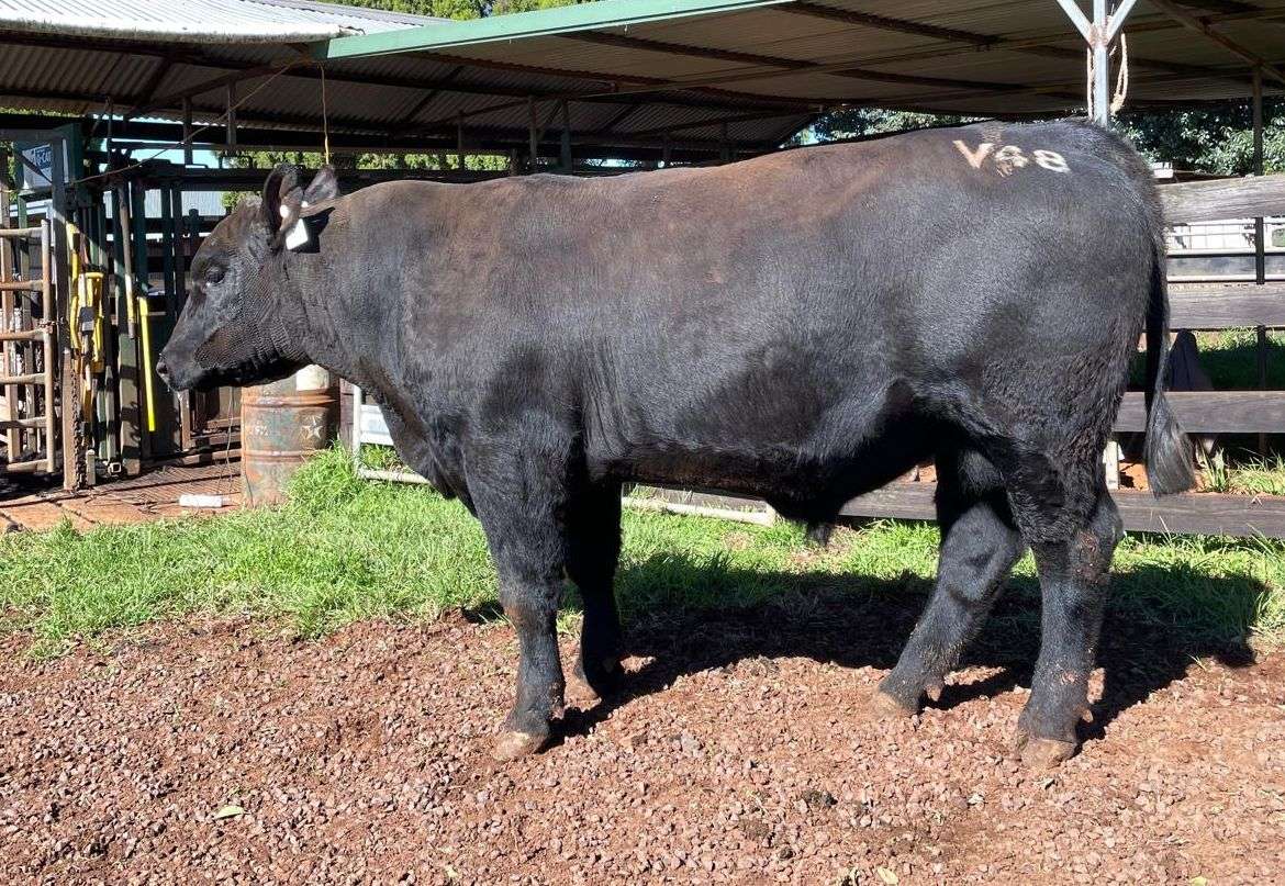 Tandara Valicent V48
