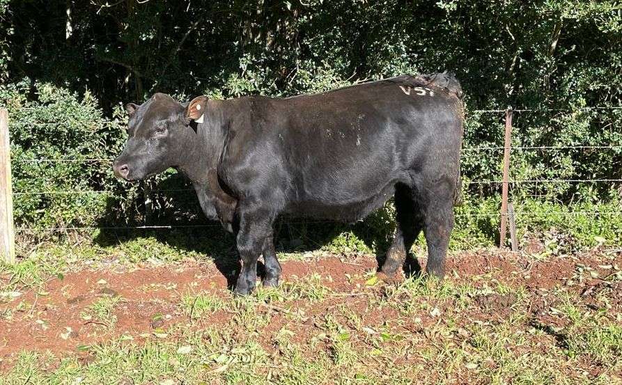 Tandara Vanguard V57