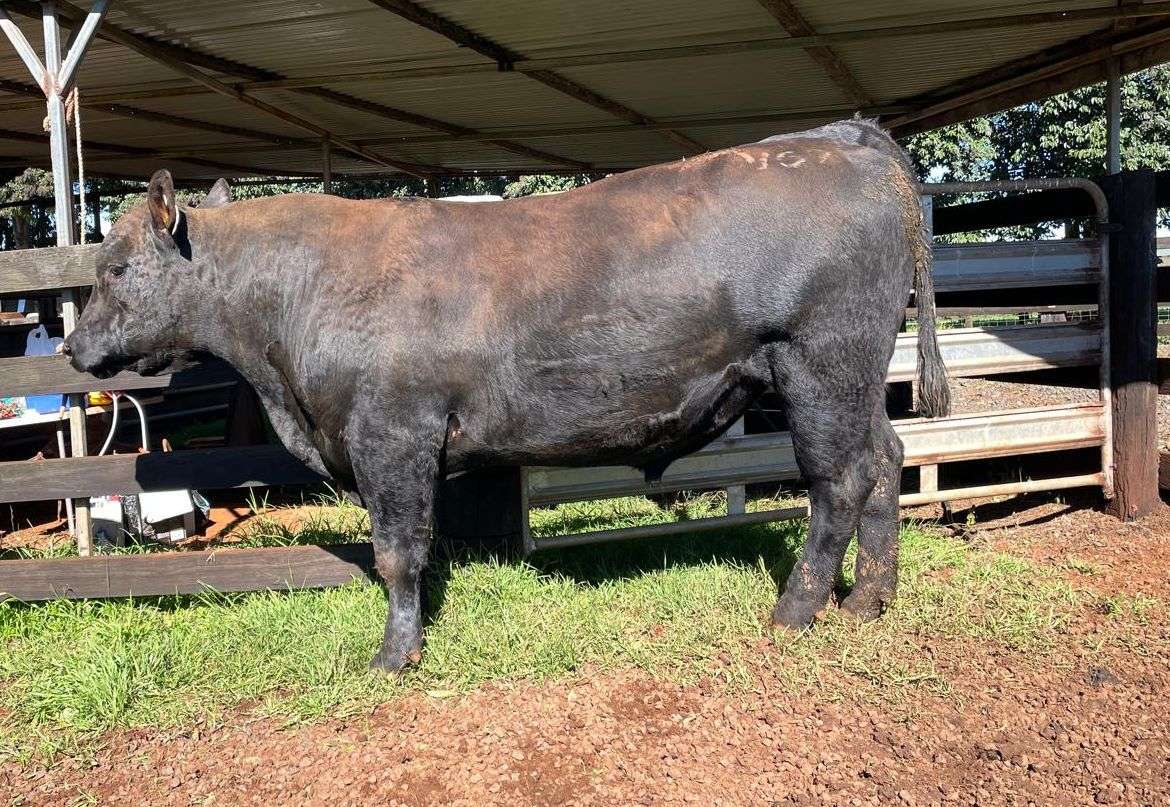 Tandara Viking V69